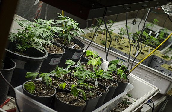 Legally grown marijuana in Colorado.